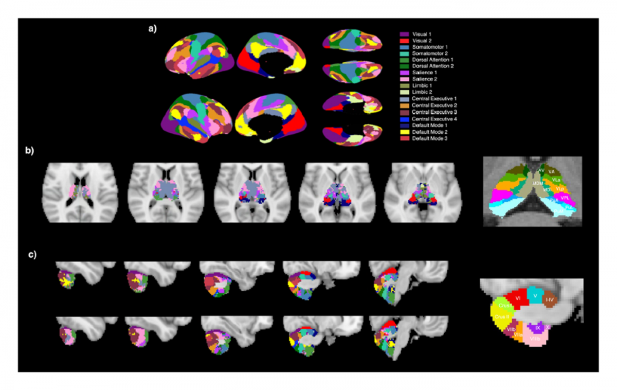 Cortical, thalamic, and cerebellar parcellations