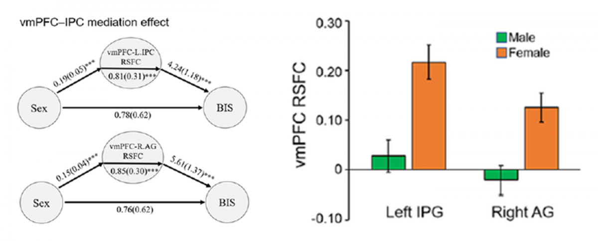Sex differences in behavioral inhibition and ventromedial prefrontal connectivity